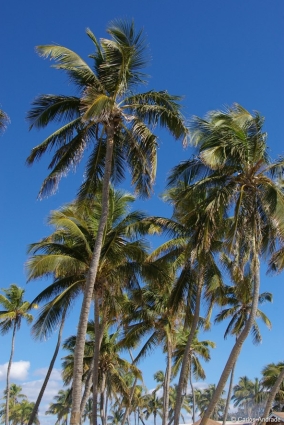 Florida's Amazing Beaches