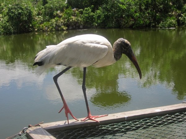 Bird at Gatorland