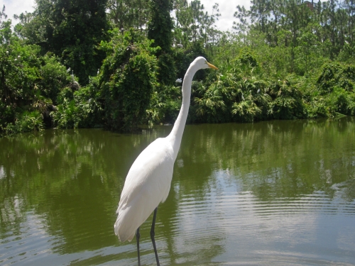 bird